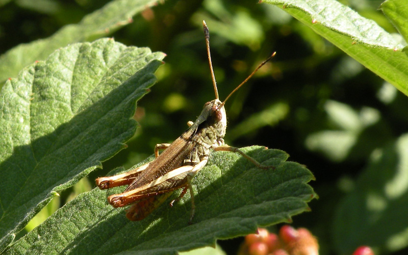 Gomphocerippus rufus (Acrididae)